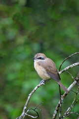 Brown Shrike (Lanius cristatus) on a branch, Sri Lanka