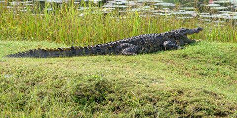 Mugger or Marsh crocodile (Crocodylus palustris), Sri Lanka