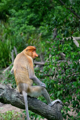 Endemic Proboscis monkey or Long-nosed monkey (Nasalis larvatus), sitting on a branch in the forest, Borneo, Malaisia