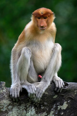 Endemic Proboscis monkey or Long-nosed monkey (Nasalis larvatus), sitting on a branch in the forest, Borneo, Malaisia