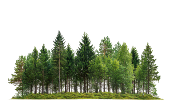Dense forest of evergreen and deciduous trees isolated on transparent background. Beautiful forest isolated on white background.