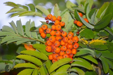 Juicy red rowan berries on a branch