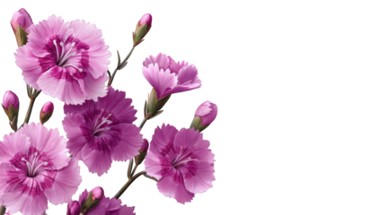 Close-up of vibrant pink flowers