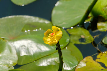 Yellow water lily flower blooming on pond with green leaves