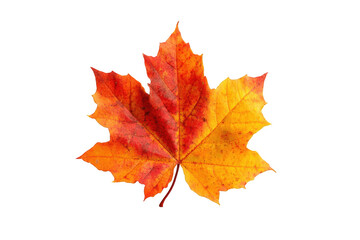 Obraz premium Vibrant autumn leaf against black background