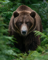 Fototapeta premium brown bear portrait