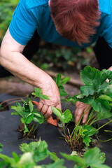 Strawberry plant care in the garden