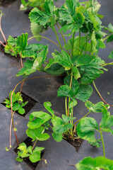 Strawberry plants on garden fabric