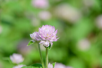 Obraz premium Close-up of pale pink globe amaranth flower in soft sunlight