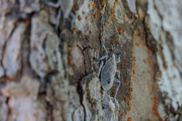 Shield bug on tree bark with textured surface