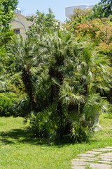 Tall, vibrant Young Chinese windmill palms (Trachycarpus fortunei) or Chusan palm with dense green foliage, creating serene and tropical atmosphere amidst city buildings in city park of Sochi.