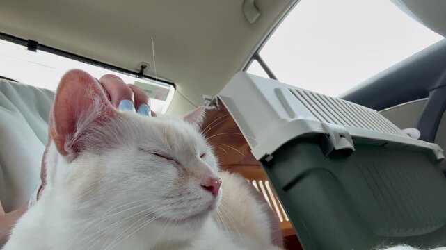 Chat heureux trop mignon qui voyage en voiture pour les vacances