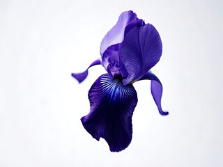 Floating iris isolated on white background