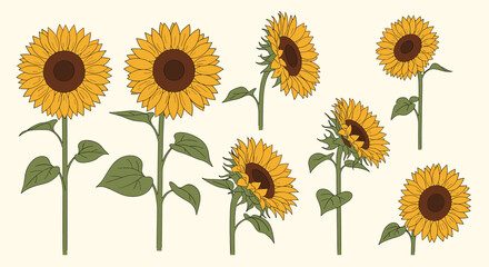 Collection of beautiful sunflower illustrations showing various angles and stages of growth