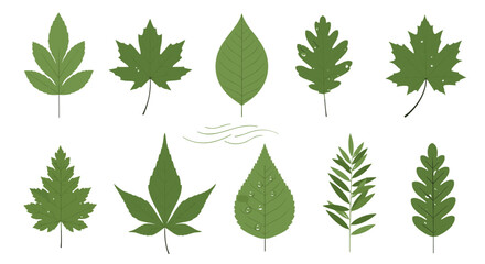 A collection of diverse green tree leaves indicating the beauty and variety of nature's foliage designs