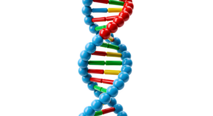 DNA model shows bright colors, smooth surface. It represents scientific concept for presentations, articles, and educational materials.