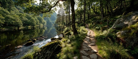 Sunlit forest path beside a tranquil river