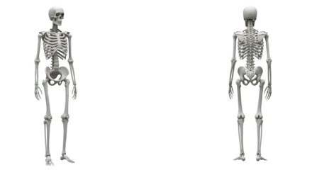 White skeletons stand, lit starkly on black. Spooky skeleton illustration for Halloween, medical illustrations, biology presentations, education, or anatomical renderings.