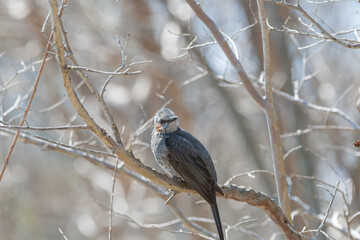 Brown-eared bulbul perched on a tree branch in winter sunlight