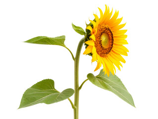 Fototapeta premium Single Sunflower Stem with Leaves, Side Angle View, Isolated on Transparent Background