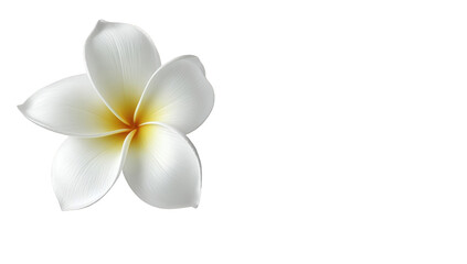 Naklejka premium Close-up of a single, white plumeria flower