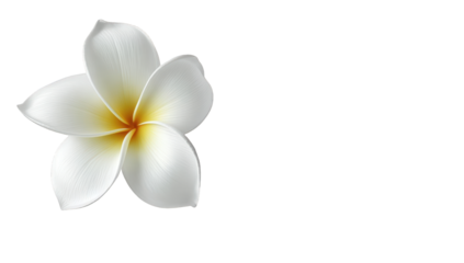 Close-up of a single, white plumeria flower