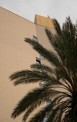 Palm trees in the city. Palm leaves covers building .
