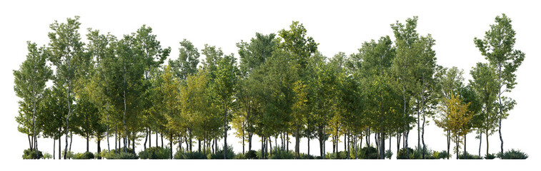 Deciduous forest view isolated png without sky on a transparent background premium cutout (birch, sycamore platanus, maple and other)