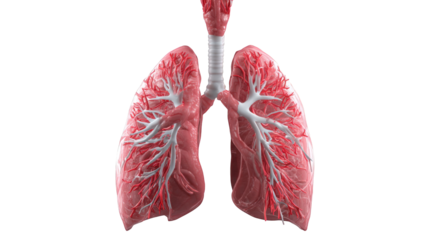 3D model of human lungs
