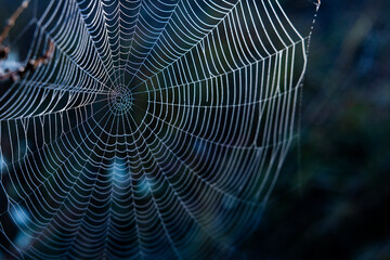 Obraz premium A dew-kissed spider web glistening in the early morning light