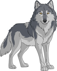 Beautiful gray wolf vector illustration, detailed wild animal drawing with realistic fur, strong stance, and piercing eyes, isolated on white background for design