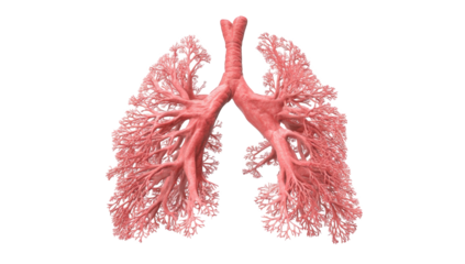 3D rendering of human lungs