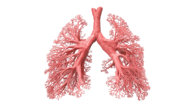 3D rendering of human lungs