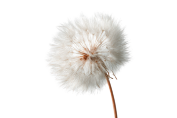 Close-up of a fluffy seed head