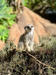 meerkat on guard
