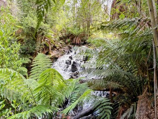 waterfall in rainforest