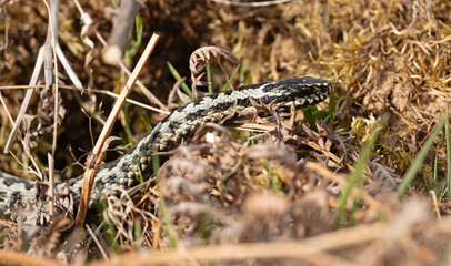 Adder snake in the grass