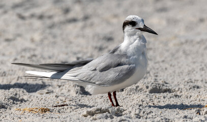 Forsters Tern on the beach