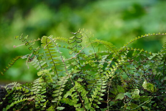 Green Fern Leaves with Curved Fronds