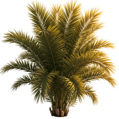 Fototapeta premium Tropical Palm Plant – Lush Green Fronds in Decorative Pot
