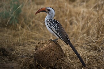 Red-billed hornbill in a dry landscape.