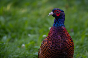 Pheasant