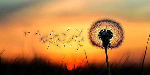 Naklejka premium A Serene Dandelion Seed Head Silhouetted Against a Stunning Sunset Sky, Capturing Nature s Beauty.