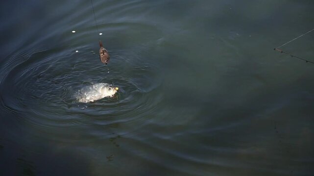 the moment of taking a fish out of the water on a hooked hook