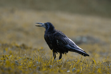 raven on the ground