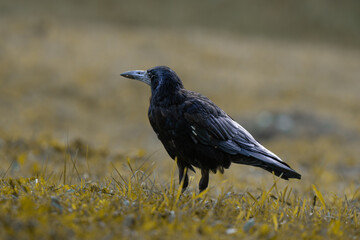crow on the ground