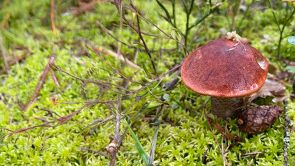Enigmatic forest mushroom perched amidst plush moss, invoking Pagan harvest rituals and Mabon celebrations in whimsical woodland reverie