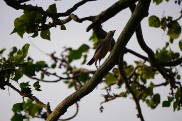 A Chestnut-tailed Starling Climbing on Tree Branch in Green Foliage