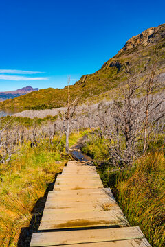 Hiking trail towards major peaks, standing high towers teeth surrounded by austral  dead forests in Torres del Paine National Park, Patagonia, Chile