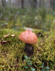 Enigmatic toadstool rises amid velvety moss, inviting whispers of Celtic Samhain and esoteric foraging folklore in forest stillness